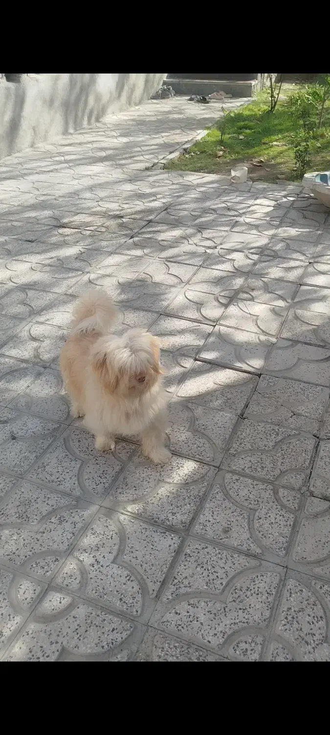 سگ پا کوتاه|سگ|مشگین شهر, |دیوار