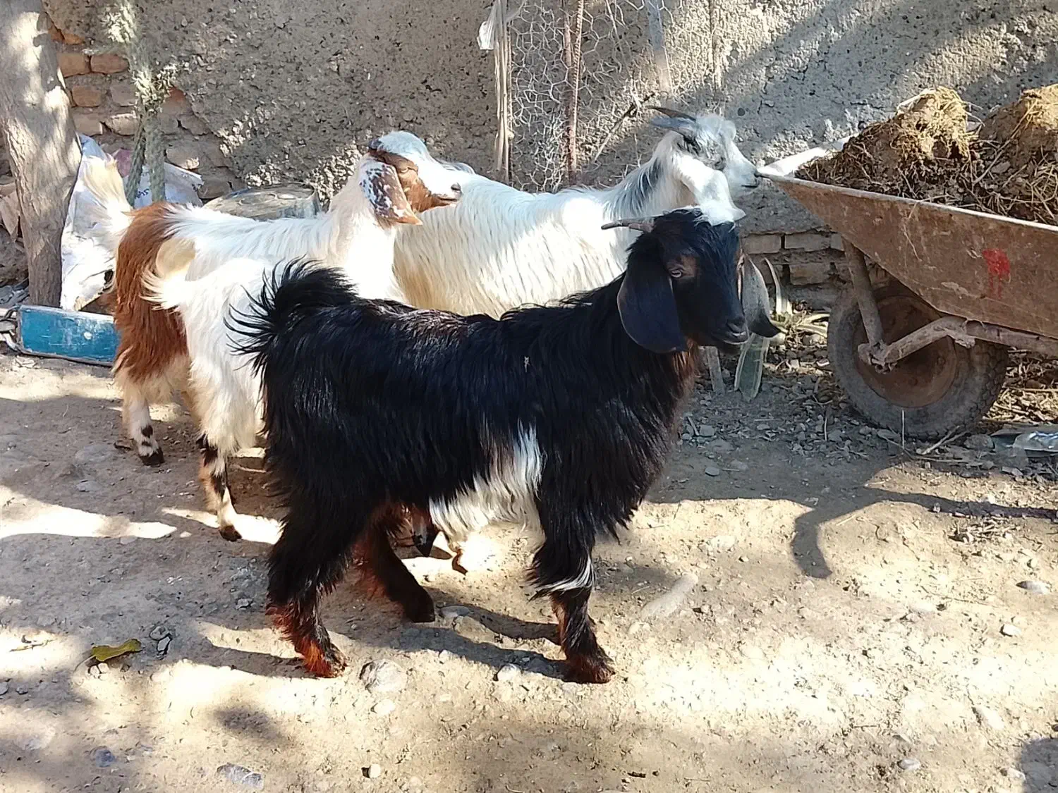 4تا بزغاله سالم و چاق|حیوانات مزرعه|قرق, |دیوار