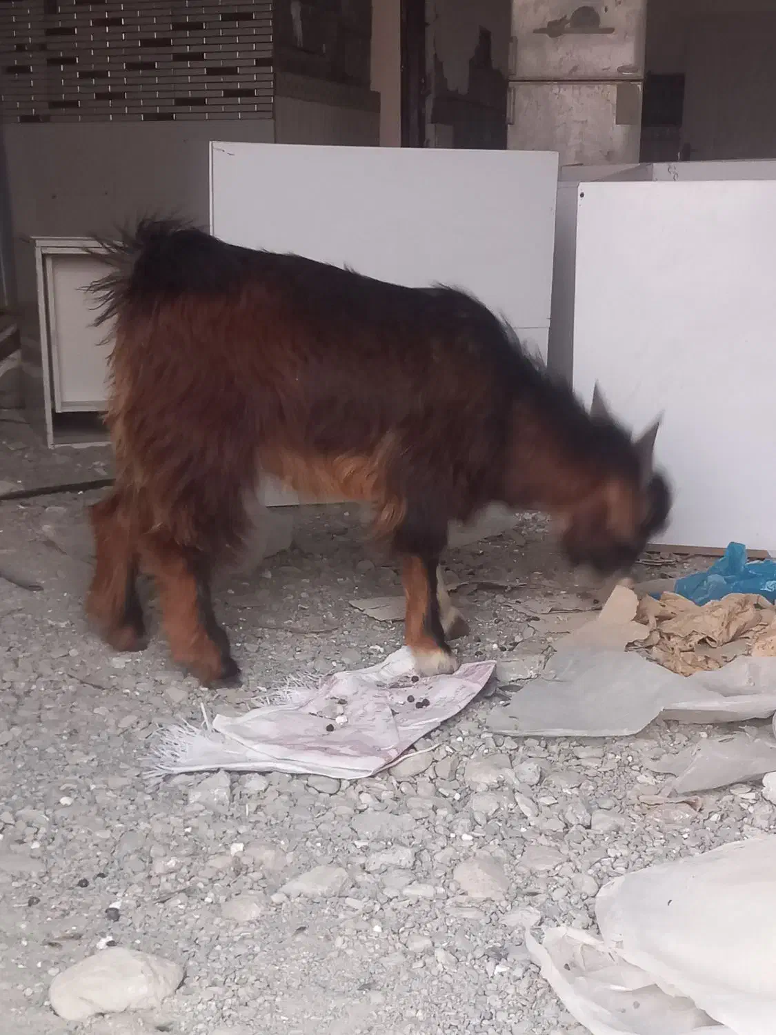 بز نر چاق|حیوانات مزرعه|میناب, |دیوار