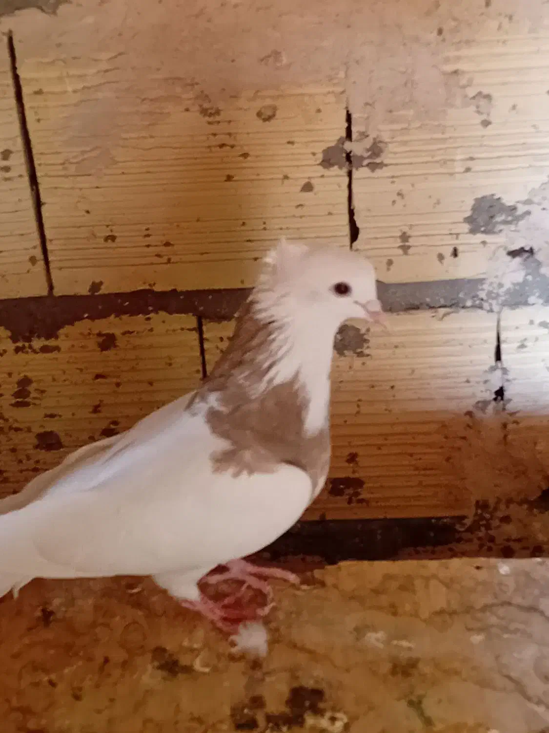 طوقی|پرنده|قم, شاه سید علی|دیوار