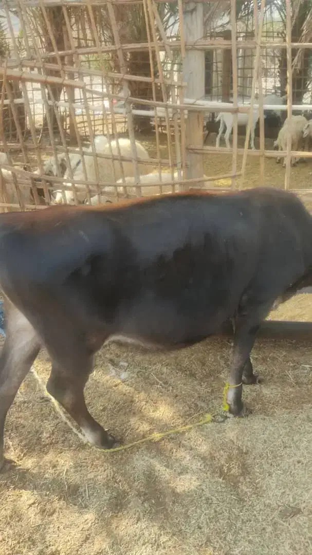 بره  گاو ابستن  گوساله ماده|حیوانات مزرعه|بندرعباس, |دیوار