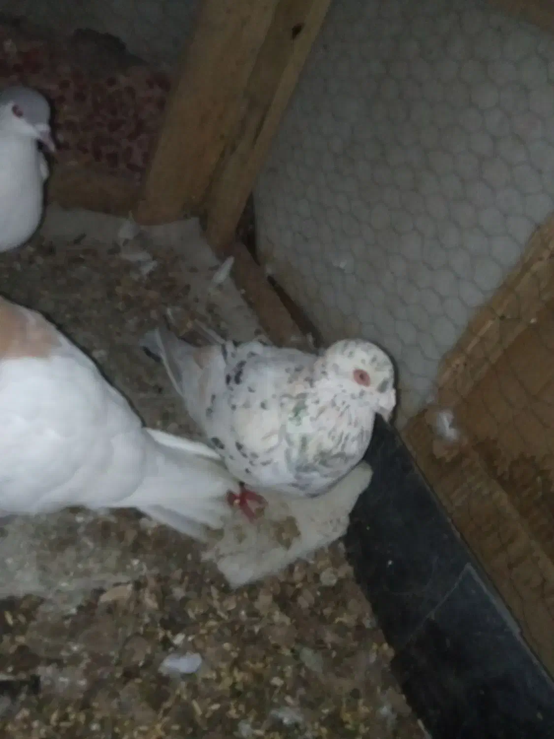 حراحی رنگه|حراج|سبزوار, قاضی زاد|دیوار