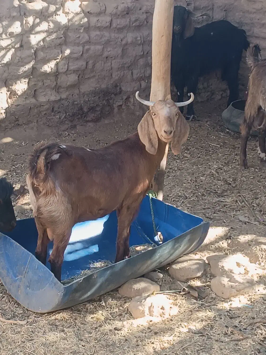 18ملیون|حیوانات مزرعه|سیب و سوران, |دیوار