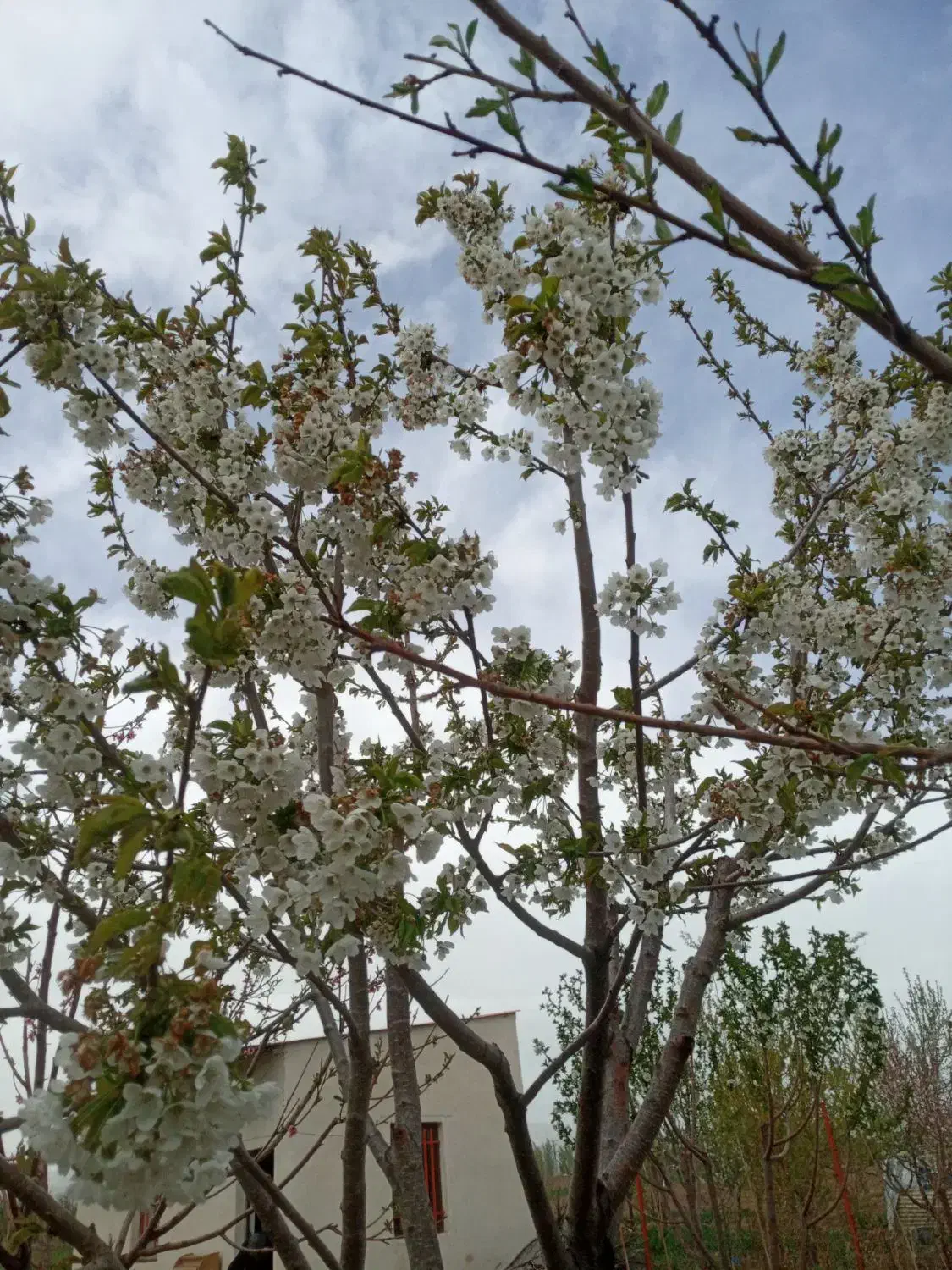 باغ در شربیان|فروش خانه و ویلا|مهربان, |دیوار