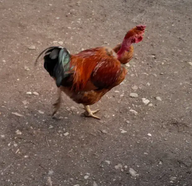 خروس و نیمچه گردن لختی و معمولی|حیوانات مزرعه|تالش, جوکندان|دیوار