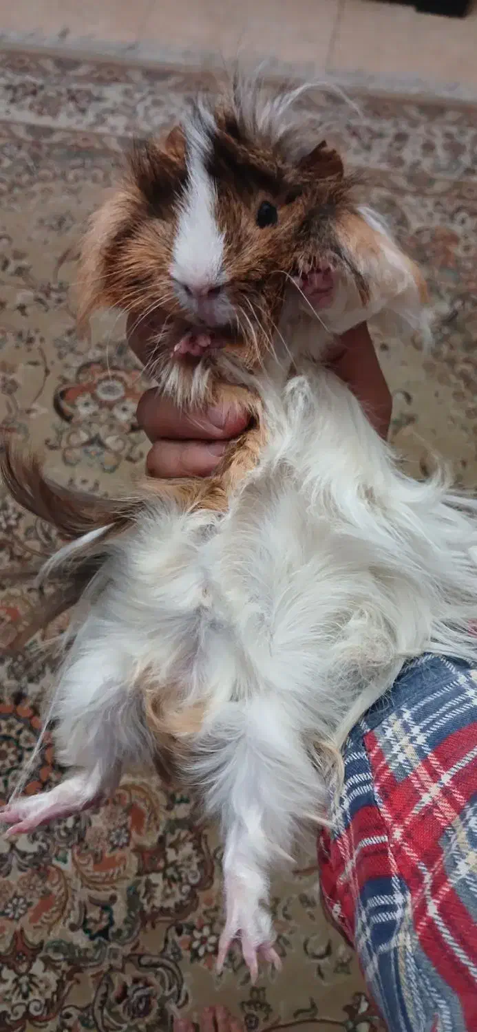 خوکچه هندی|موش و خرگوش|رشت, کوی مهر|دیوار