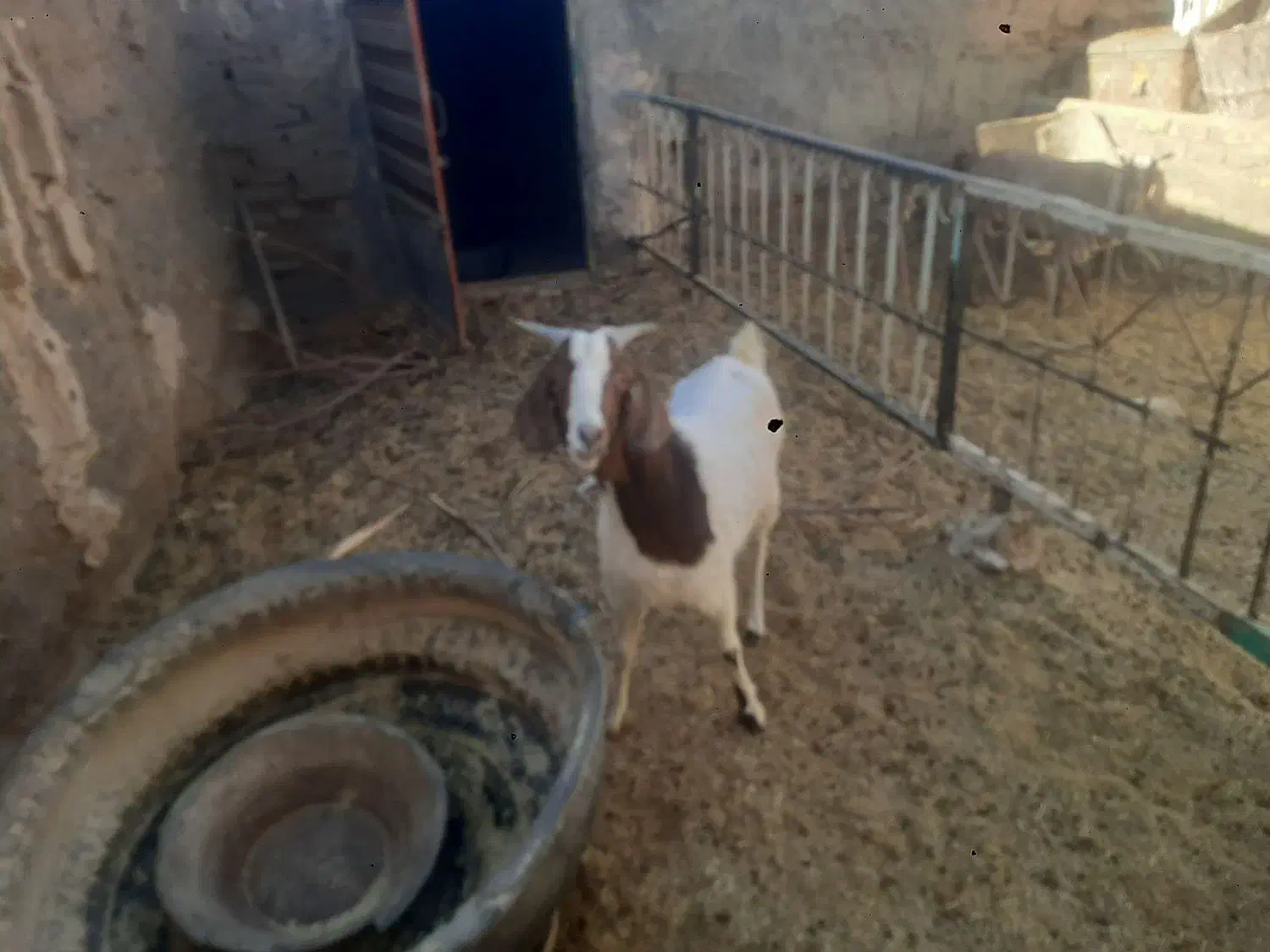 بز جوان|حیوانات مزرعه|فردوس (خراسان), |دیوار