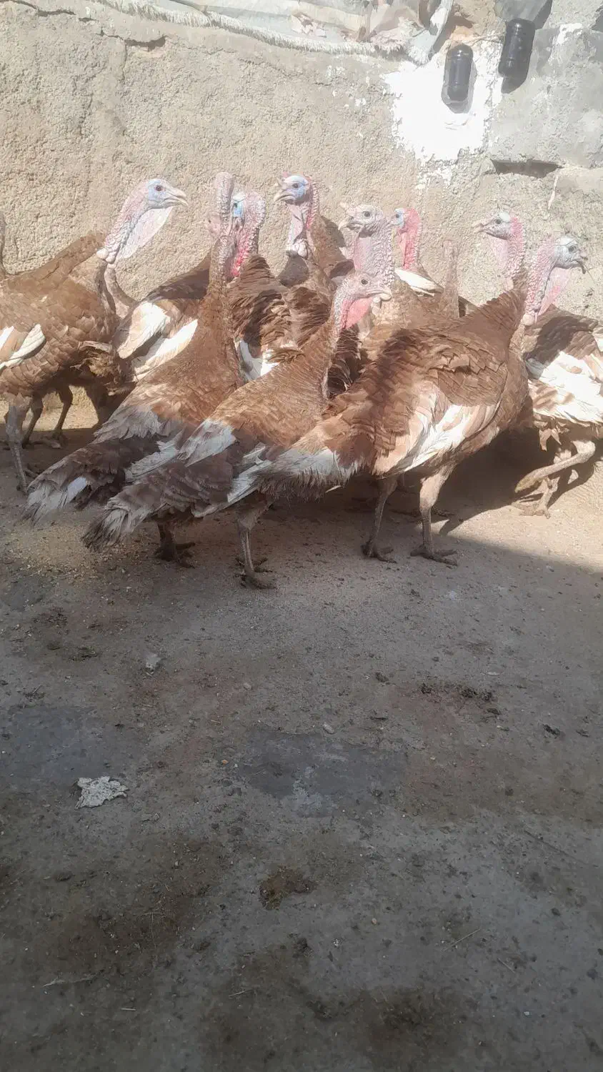 بوقلمون نر و ماده مخصوص شب یلدا|حیوانات مزرعه|خاوه, |دیوار