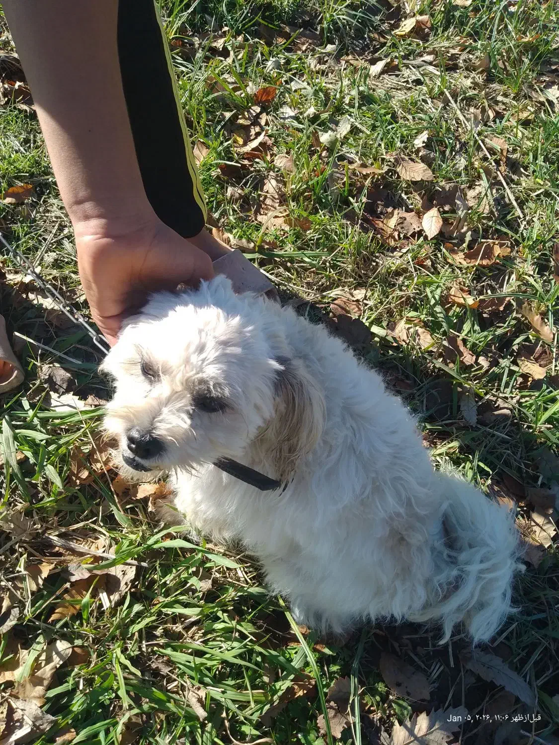 سگ شیتزو|سگ|لاهیجان, حاجی آباد|دیوار