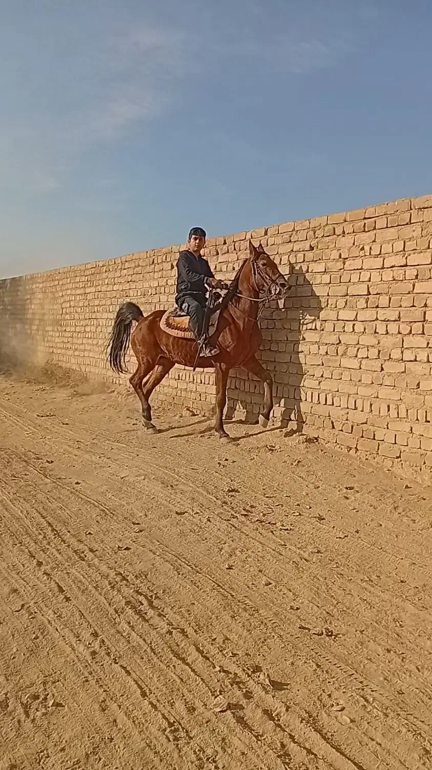 اسب کرد|اسب و تجهیزات اسب‌سواری|ساوه, |دیوار