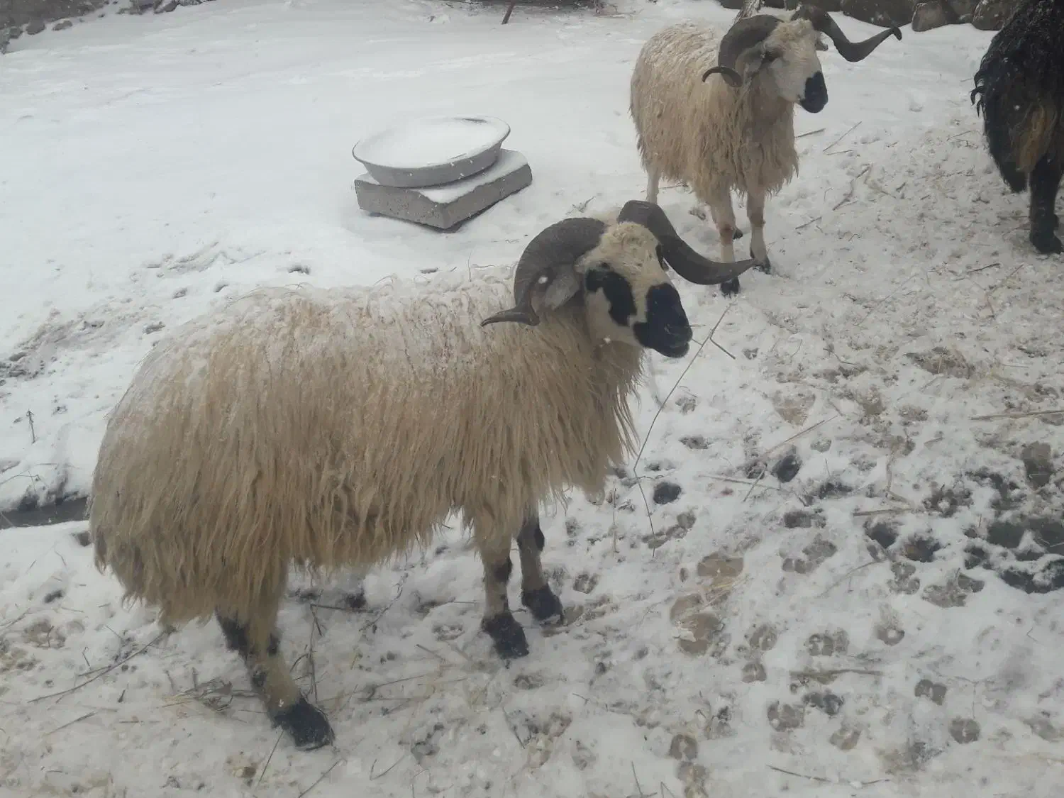 قوچ|حیوانات مزرعه|قره ضیاالدین, |دیوار