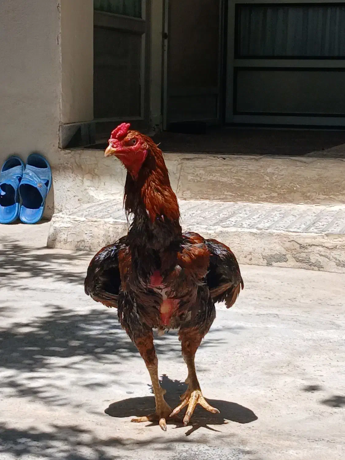 خروس لاری|حیوانات مزرعه|گرگان, |دیوار