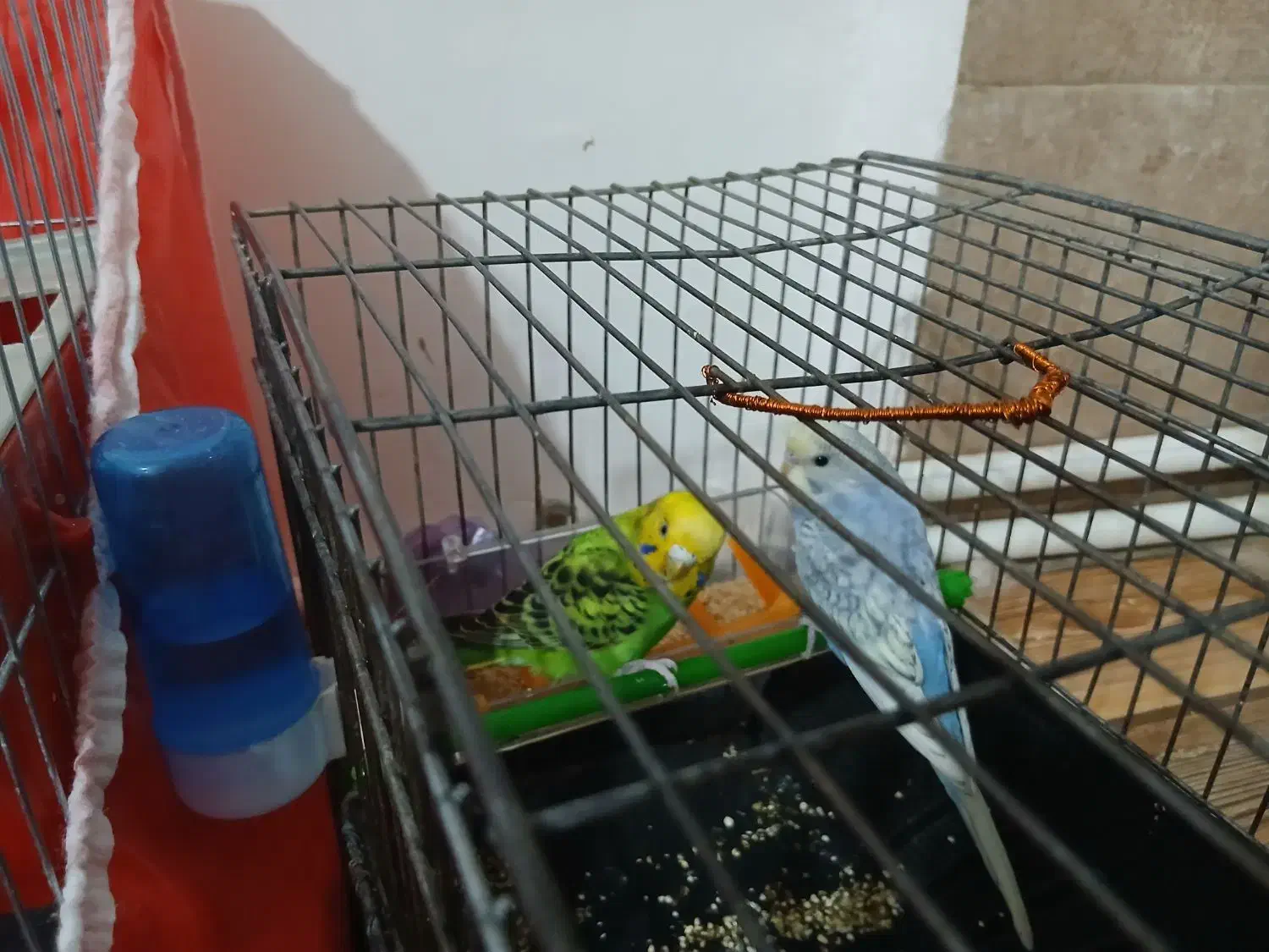 پرنده|پرنده|نورآباد, |دیوار