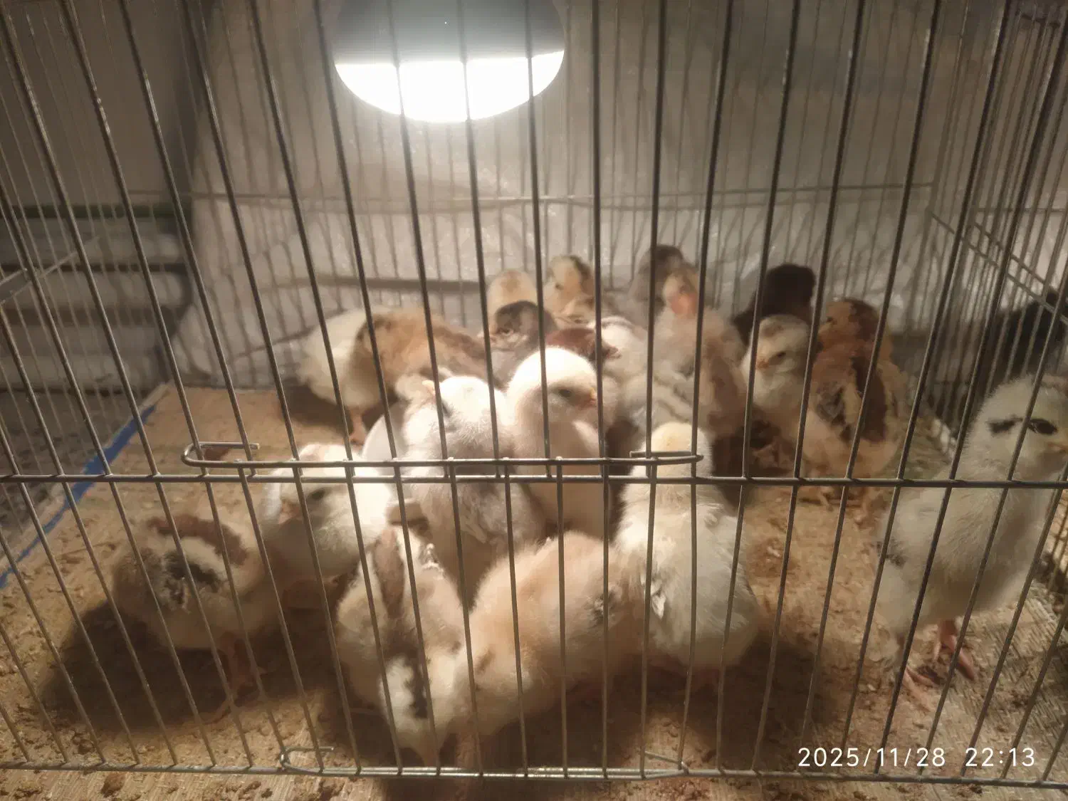 جوجه لری چند روزه|حیوانات مزرعه|شهرضا, |دیوار