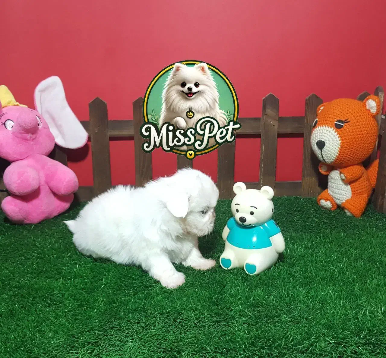 شیتزو سوپر فلت اصیل|سگ|مشهد, هنرستان|دیوار