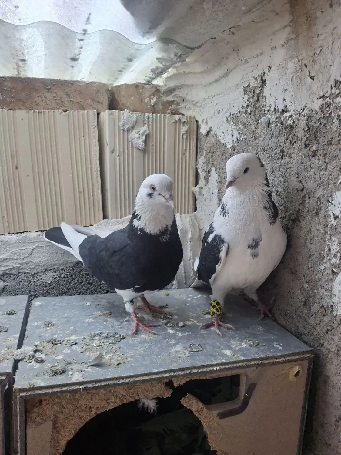 کبوتر تهرانی|پرنده|صوفیان, |دیوار