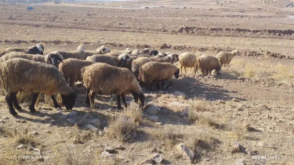 میش ترکی بختیاری|حیوانات مزرعه|ارژن, |دیوار