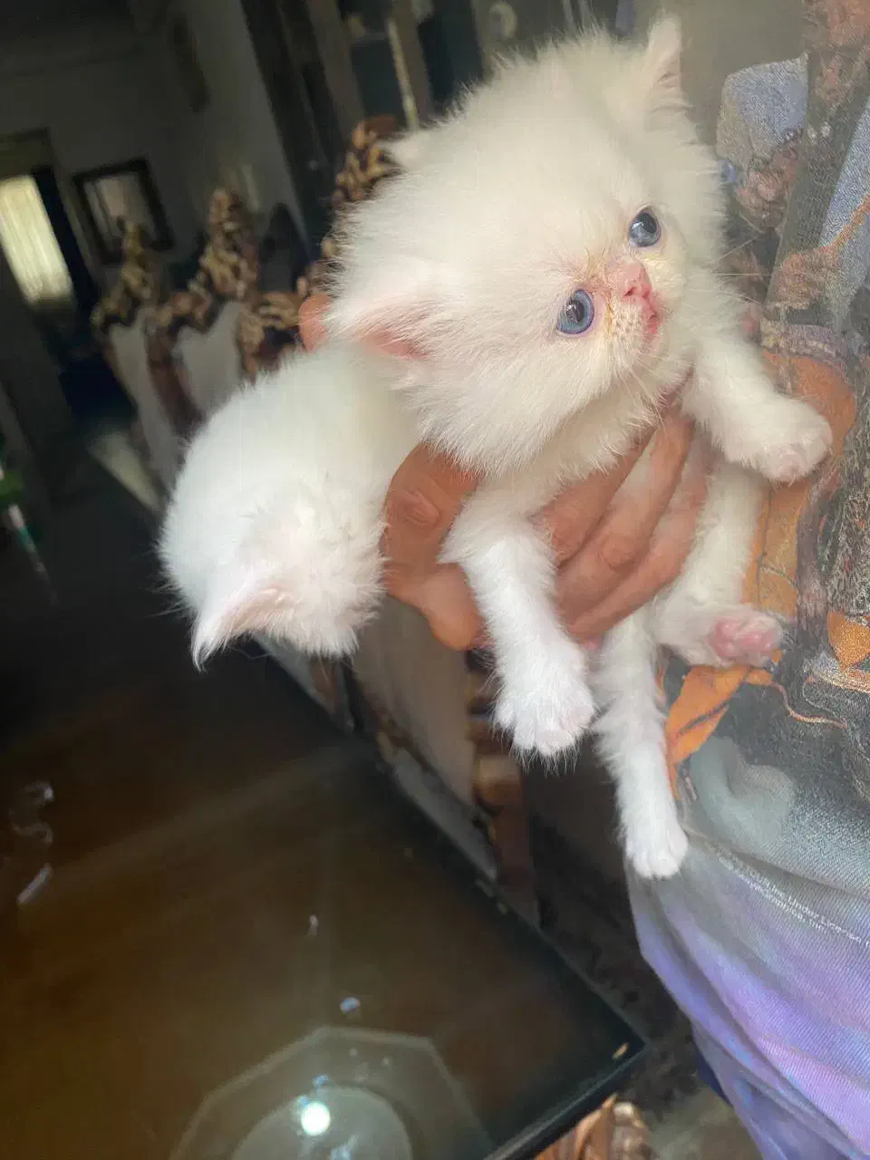 پرشین خالص|گربه|رشت, استقامت ۱|دیوار