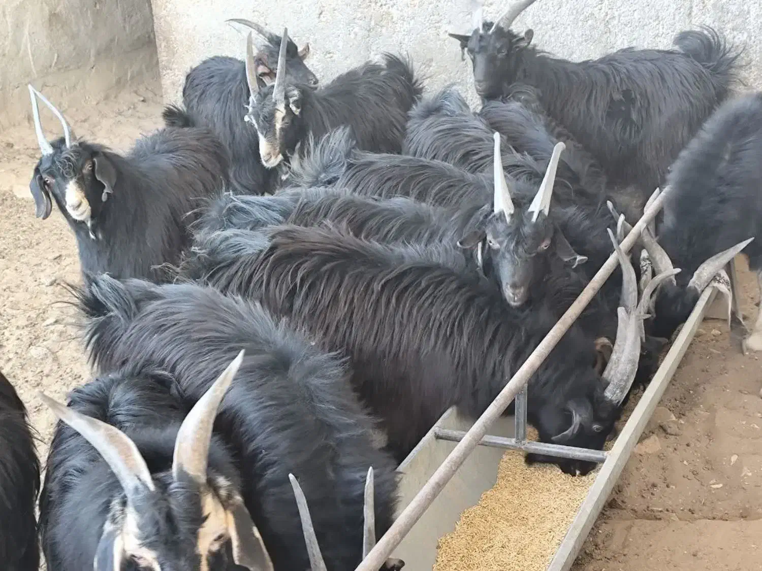 بزغاله بومی جو خورده چاق و به صرفه|حیوانات مزرعه|کویرات, |دیوار