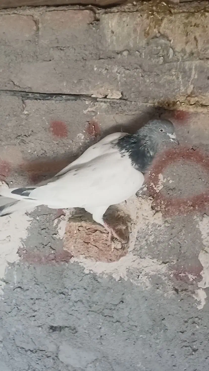 کبوتر|پرنده|ایلخچی, |دیوار