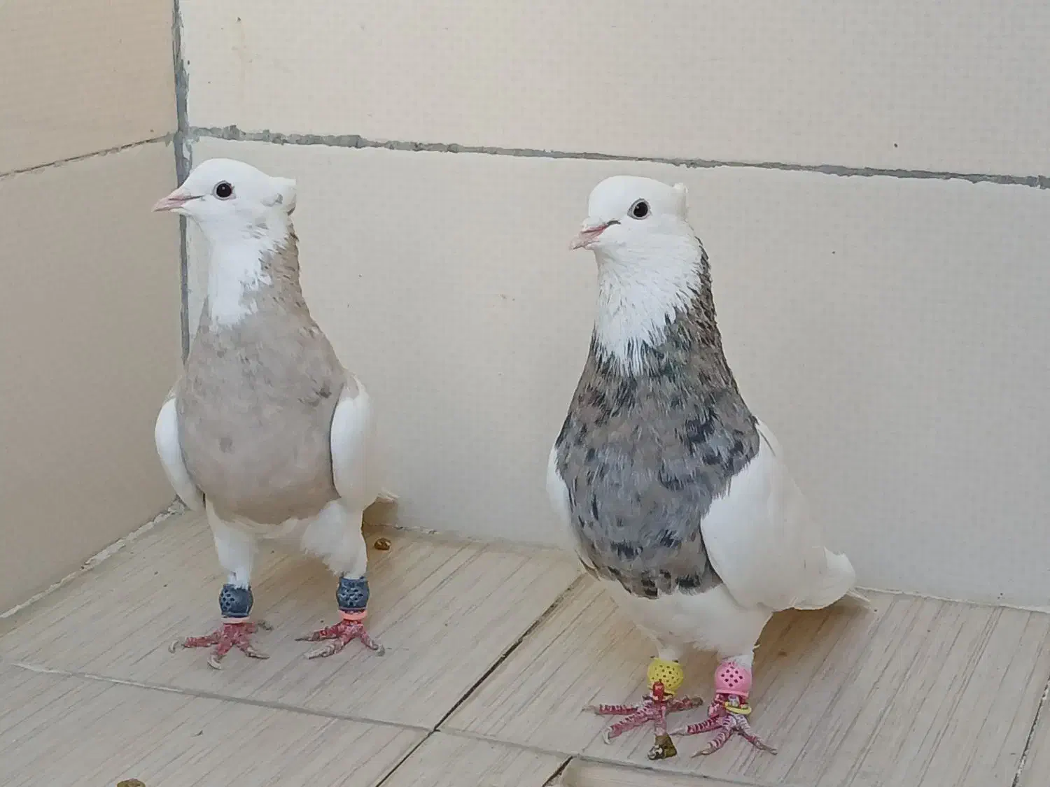 طوقی|پرنده|پیر بکران, |دیوار