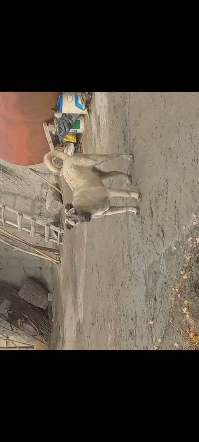 سگ اصیل سرابی|سگ|ارومیه, |دیوار