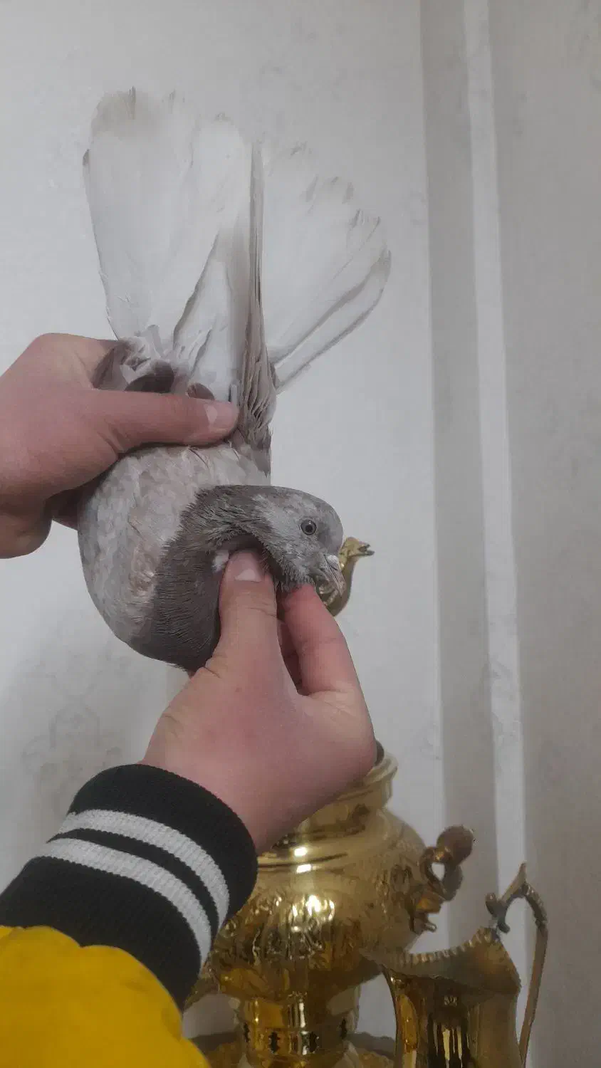 کفتر پرشی|پرنده|نسیم‌شهر, |دیوار