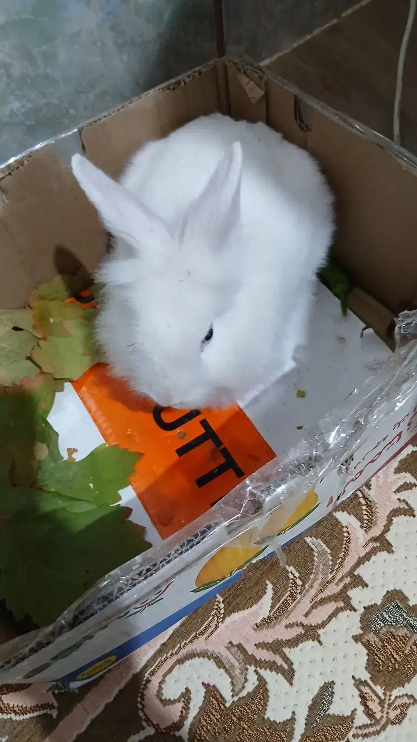 خرگوش|موش و خرگوش|چورزق, |دیوار