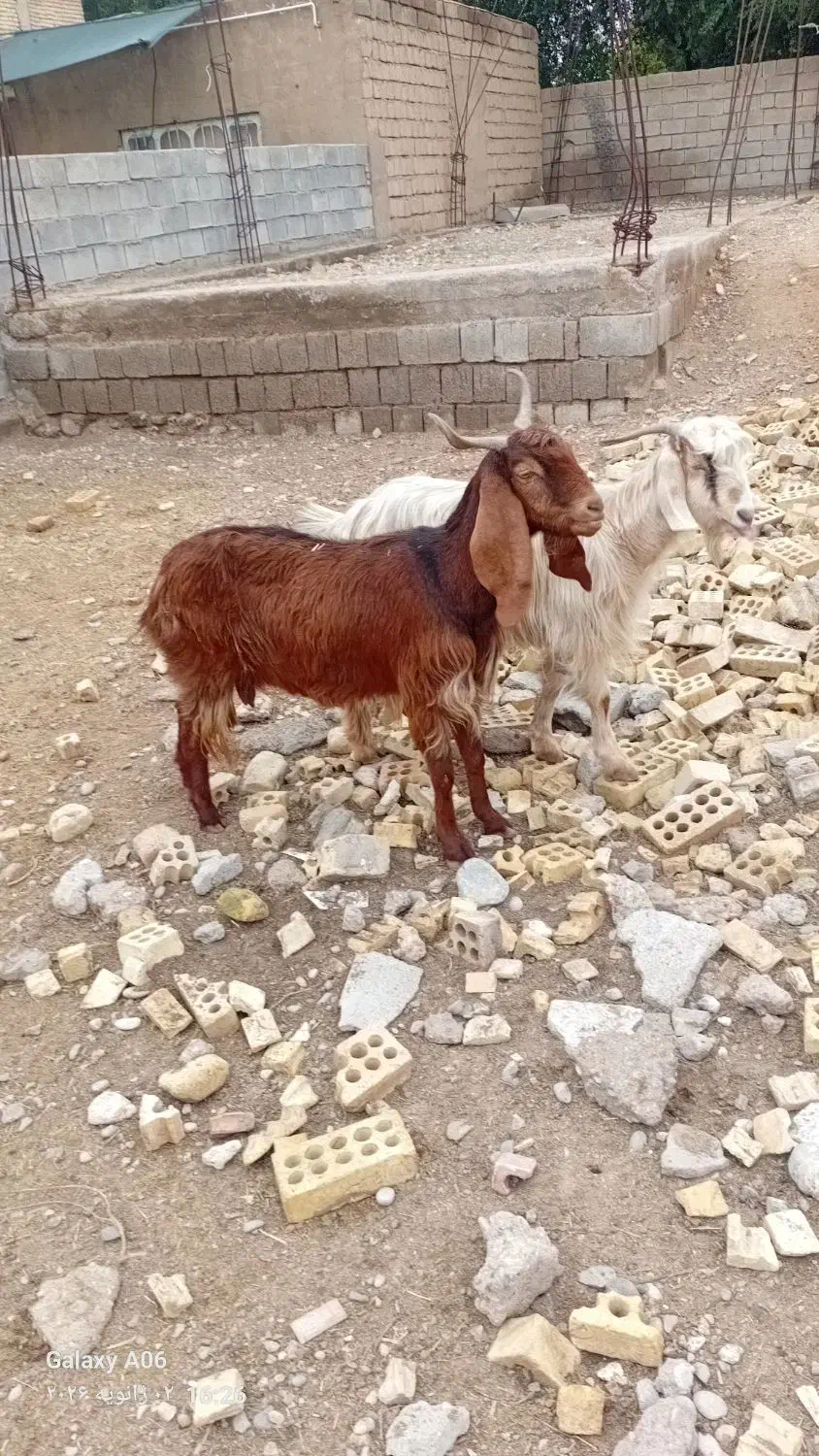 بز تیشتر|حیوانات مزرعه|شوشتر, |دیوار