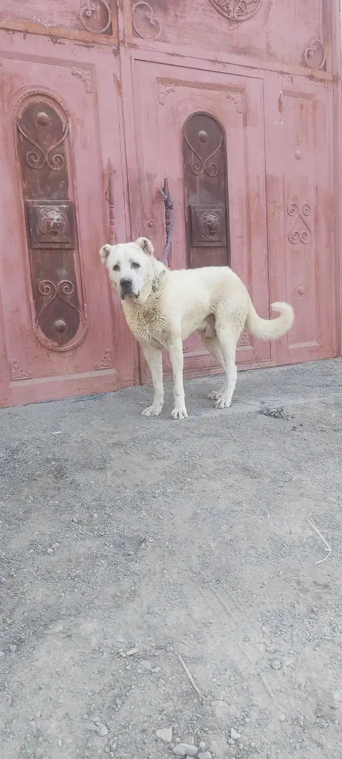 سگ سرابی نر|سگ|تهران, شهرک دریا|دیوار