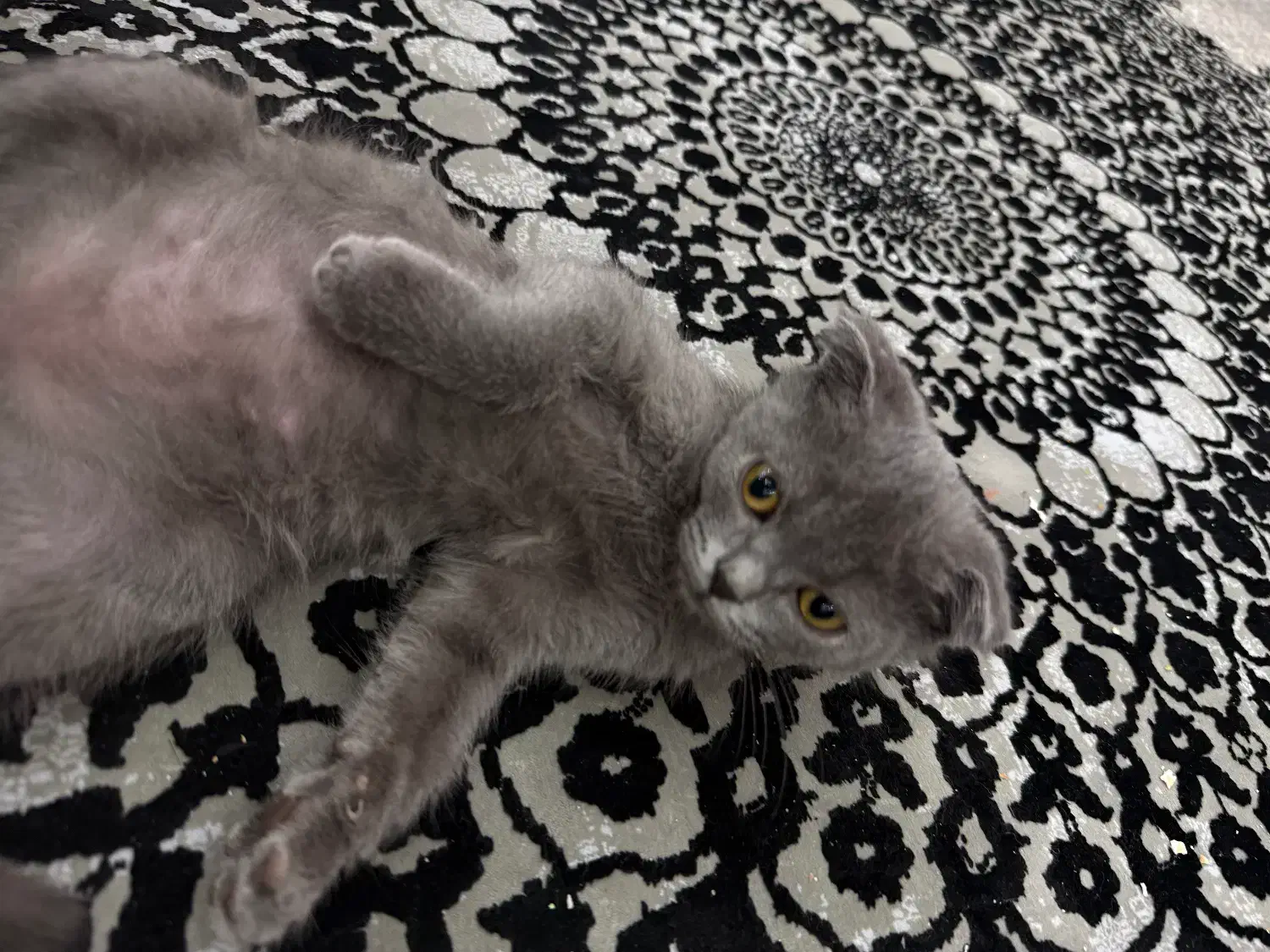 اسکاتیش. دونیم ماهه|گربه|قم, زنبیل آباد|دیوار