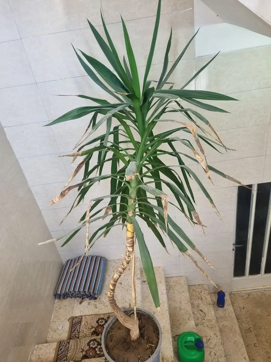 یوکا دومتری|گل و گیاه طبیعی|نجفآباد, باغ نو|دیوار