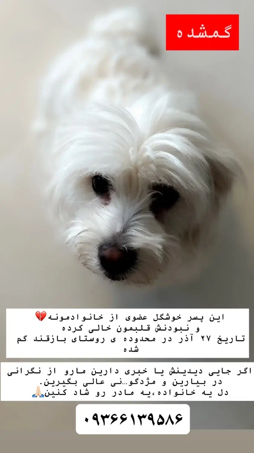 گم شده|حیوانات|سبزوار, قصبه شرقی|دیوار