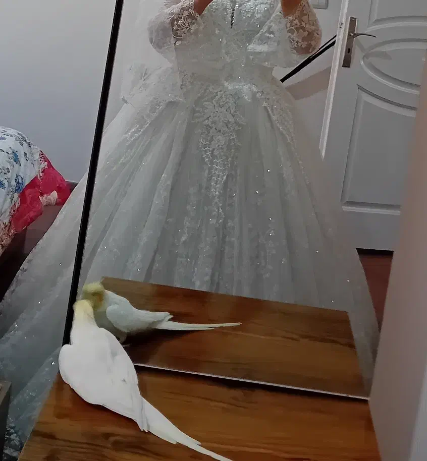 لباس عروس|لباس|تبریز, |دیوار