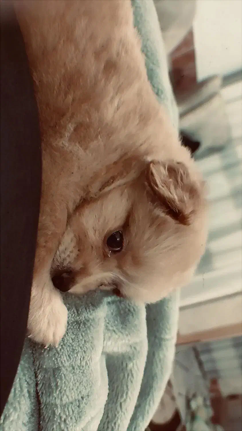 بخاطر نداشتن موقعیت و نداشتن وقت|سگ|گرگان, |دیوار