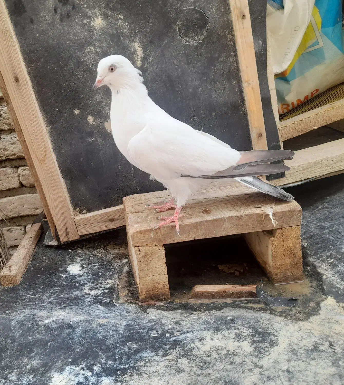 کبوتر پرشی جوانه|پرنده|گمیشان, |دیوار