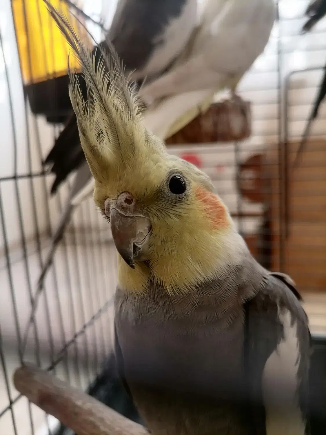 عروس هلندی 2ساله بالغ نر سینامون|پرنده|تهران, اختیاریه|دیوار