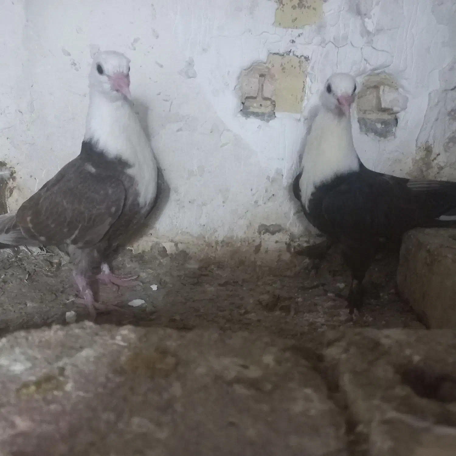 کبوتر رنگی کلاغ کاکلی و ... چناران|پرنده|چناران, |دیوار