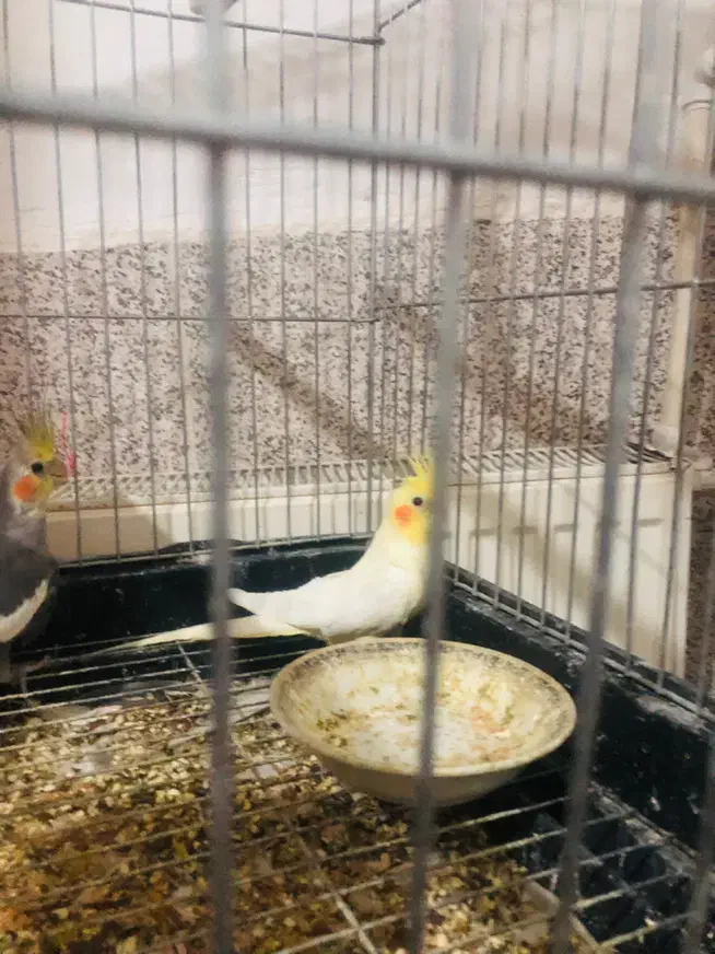 عروس هلندی|پرنده|زنجان, |دیوار