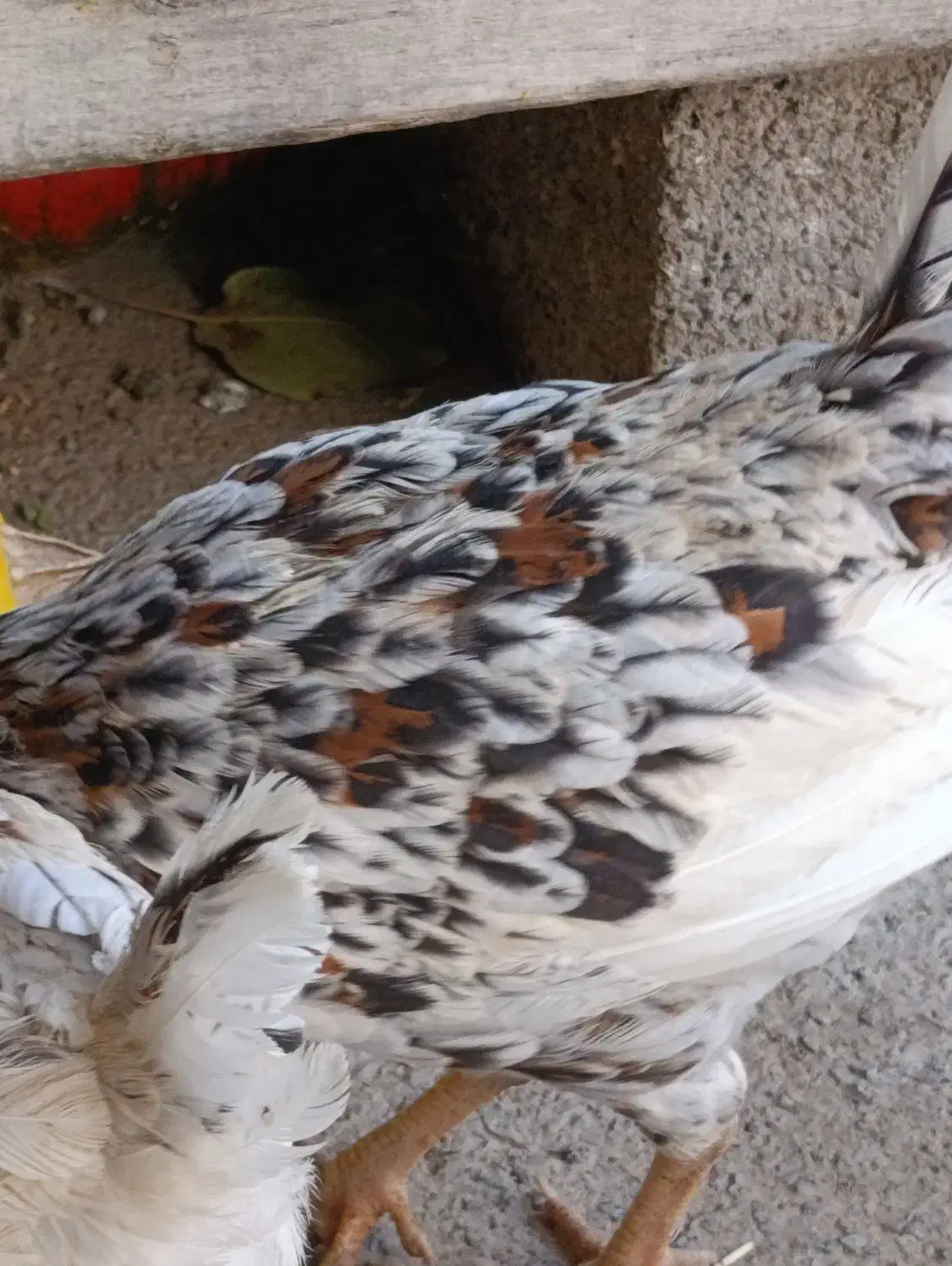 جوجه واروک گلین|حیوانات مزرعه|موچش, |دیوار