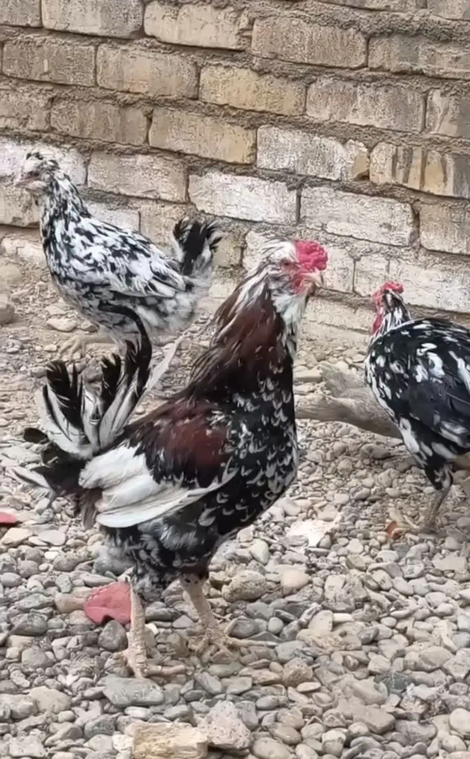 خروس گلین|حیوانات مزرعه|قم, وادی السلام|دیوار