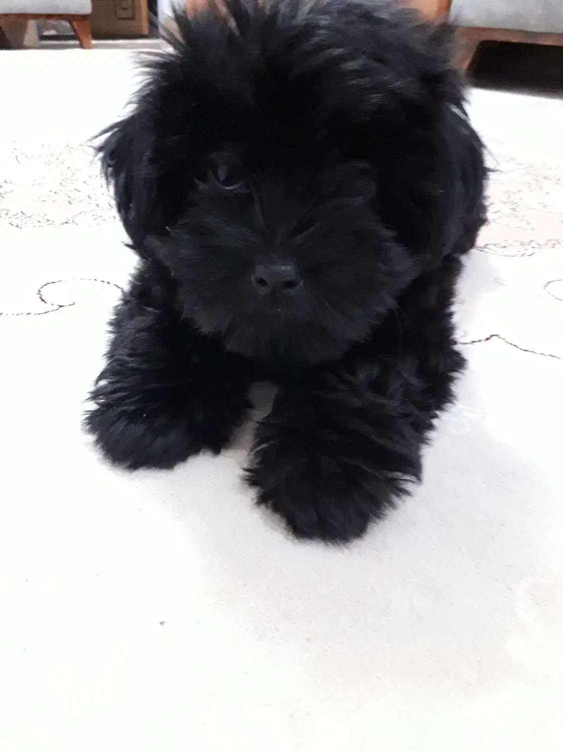 سگ نژاده کوچک|سگ|رشت, فلسطین|دیوار