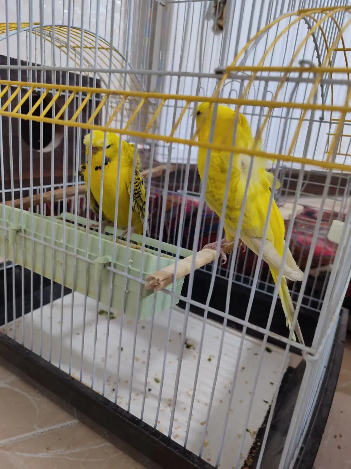 مرغ عشق پروانه ای|پرنده|سهند, |دیوار