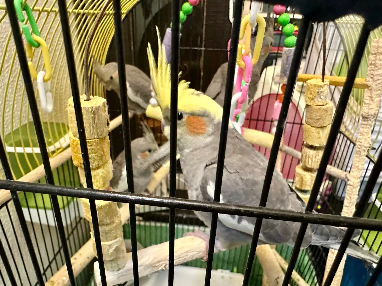 عروس هلندی(8 تا)|پرنده|شاهین‌شهر, خانه کارگر|دیوار