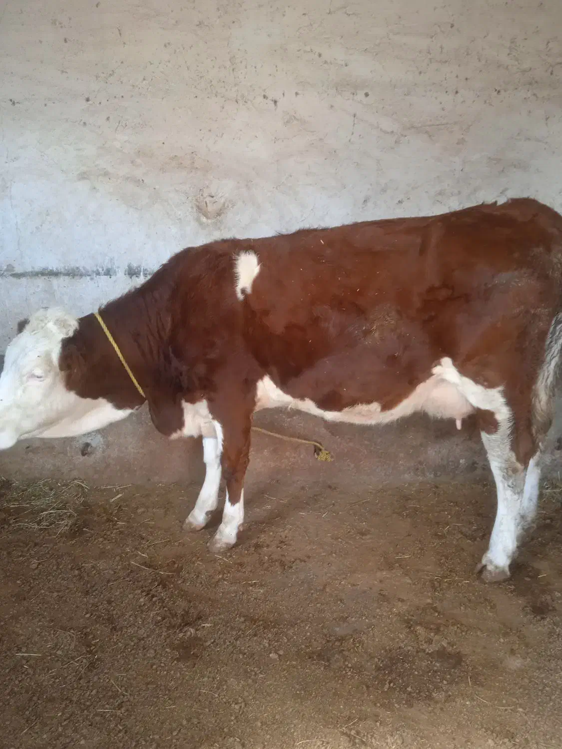 یه عدد تلیسه قرمز رنگ شرابی با گوساله ی نر|حیوانات مزرعه|لاجان, |دیوار