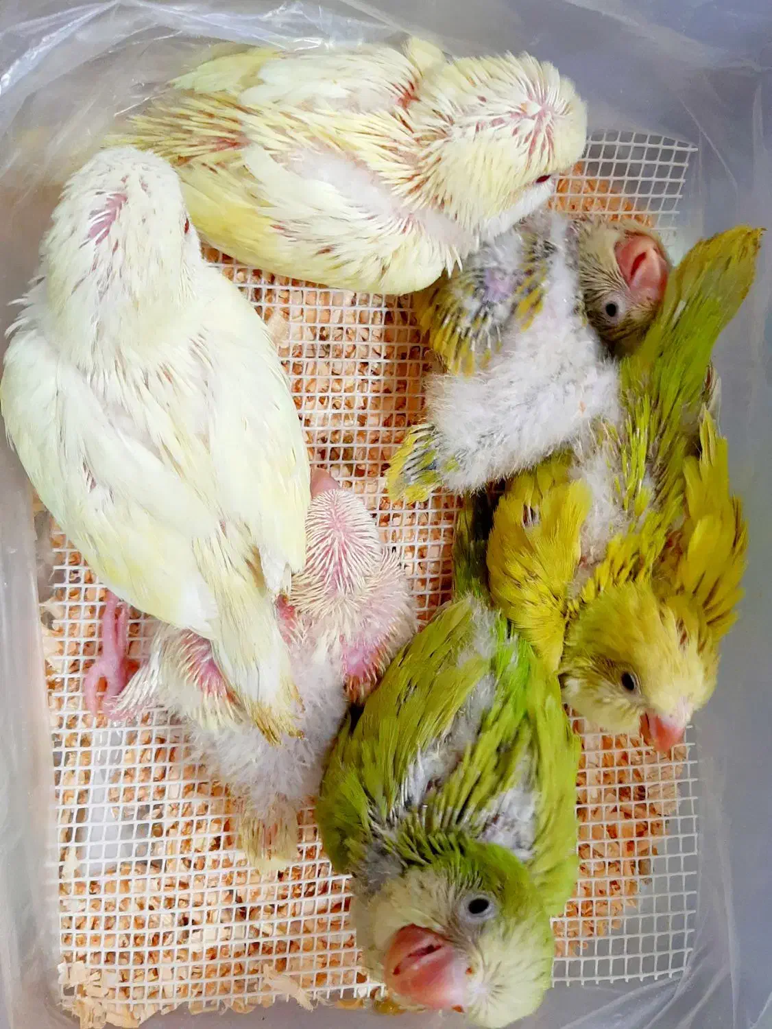 راهب. گرینجیک. جوجه سرلاکی|پرنده|کرج, چمران|دیوار