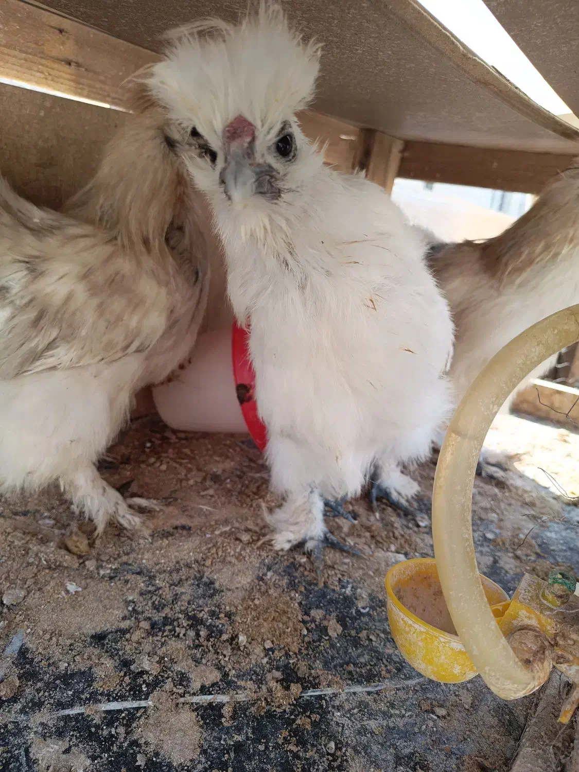 نیمچه ابریشمی|حیوانات مزرعه|شاهین‌شهر, خانه کارگر|دیوار