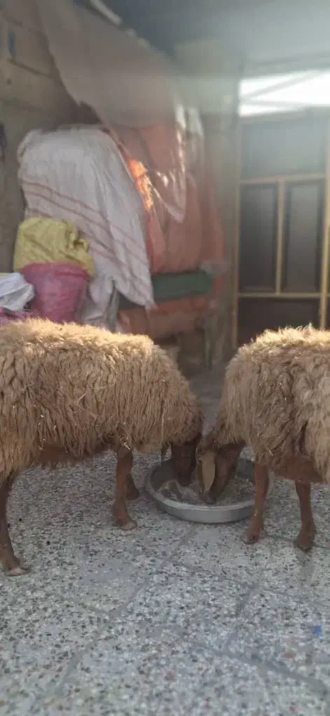 فروش میش حامله در بندر ماهشهر|حیوانات مزرعه|بندر ماهشهر, |دیوار