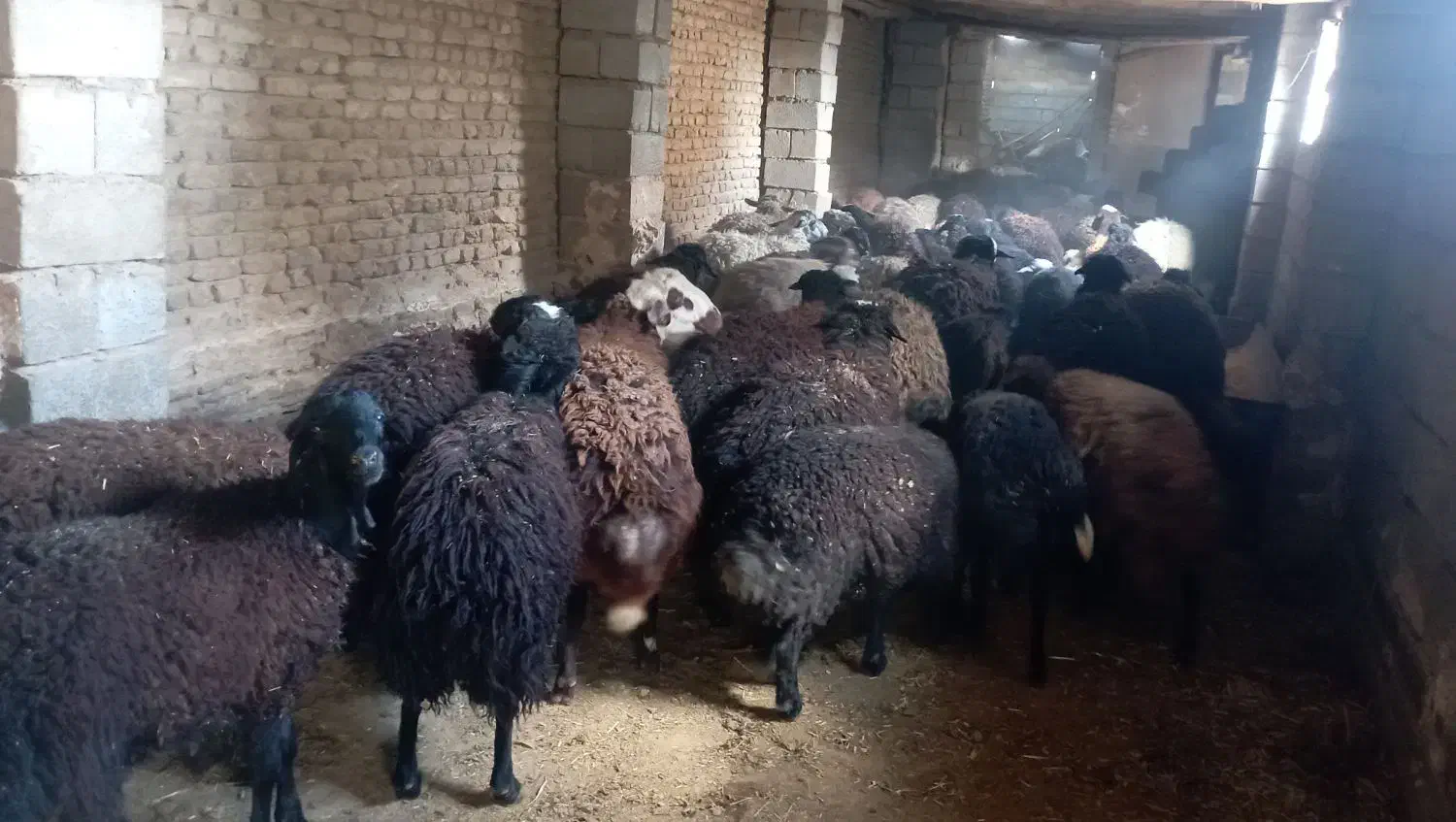 بره پرواری|حیوانات مزرعه|قره چای, |دیوار