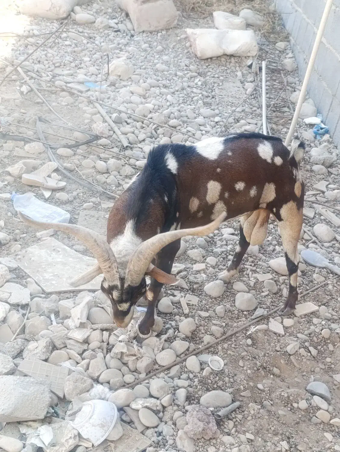 نری پَچی|حیوانات مزرعه|قلعه قاضی, |دیوار